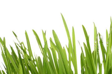 Fototapeta na wymiar grass with large dew drops