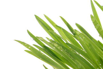 grass with large dew drops