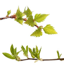green leaves of birch and bird cherry on white background
