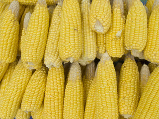 Fresh Corn