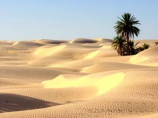 the desert and palm trees