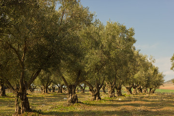 plantation of olive trees