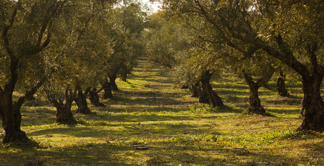 plantation of olive trees