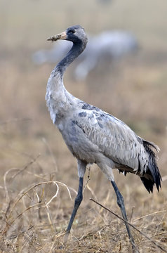 Jeune grue cendr&eacute;e