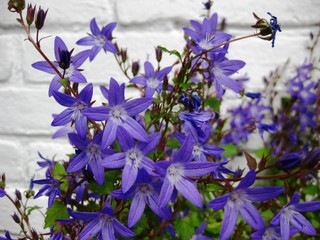 campanula flowers
