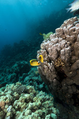 Butterflyfish and coral  in the Red Sea.