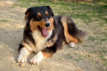 Australian shepherd yawning