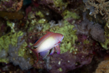 Fototapeta na wymiar Lyretail anthias in the Red Sea.