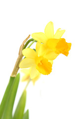 beautiful yellow daffodils isolated on white