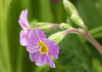 Beautiful purple primrose in green garden close up