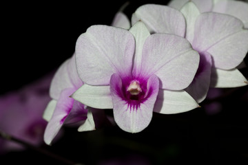 Purple and white orchids.