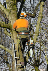 élagage des arbres