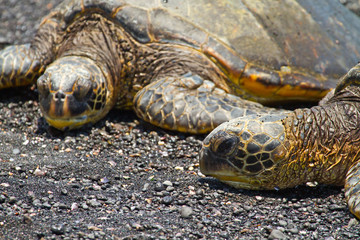 Naklejka premium green sea turtles (Big Island, Hawaii)