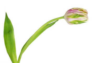 Fototapeta premium Rosa Papageientulpe auf weißem Hintergrund