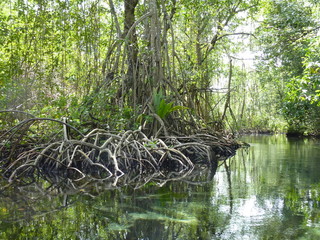 Mangrove