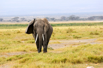 Obraz premium African elephant