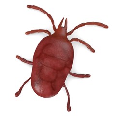 3d render of mite bug