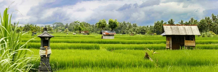 Sierkussen Reisfeld © fotoping