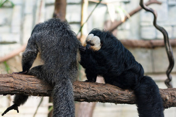 White-faced/ saki monkey couple grooming one another