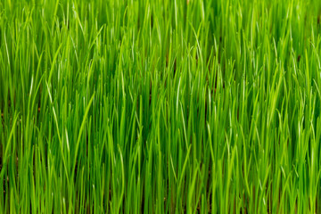 Fototapeta na wymiar Green grass pattern