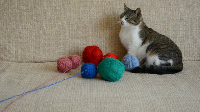 cat on the divan playing with thread balls