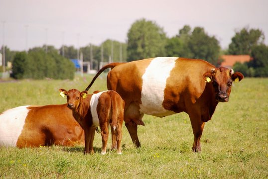 Dutch belted cows in a meadow