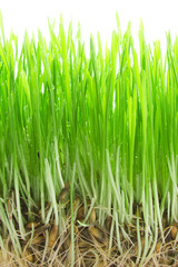 Germinated seeds with dew