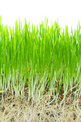 Germinated seeds with dew