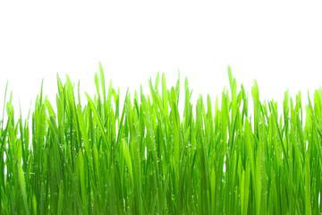 Fototapety  Dew on grass on the white background