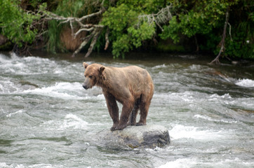 Large Brown Bear fishing for salmon in a river