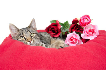 Cute cat and roses © Tony Campbell