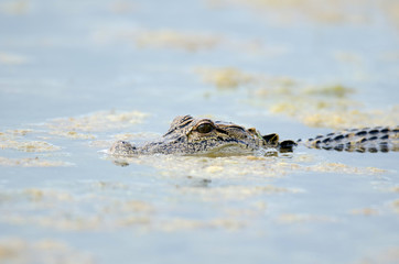 American alligator in still water