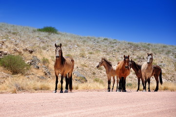 Wild Horses, Namibia