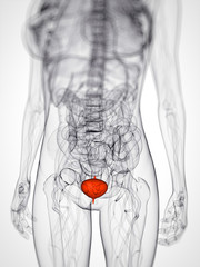 3d rendered scientific illustration of a female bladder - obrazy, fototapety, plakaty