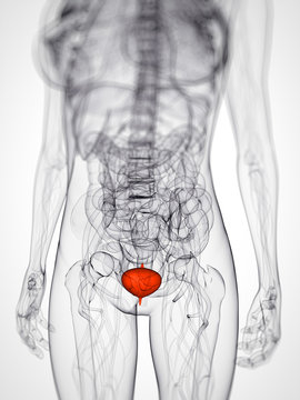 3d rendered scientific illustration of a female bladder