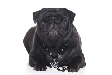 Pug puppy on white background