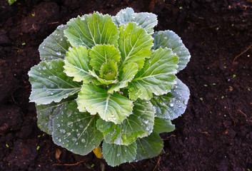 green cabbage