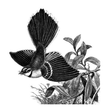 Bird