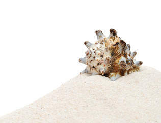 closeup beautiful sea shell with sand on white background