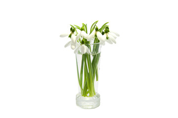 A bunch of snowdrops in tall shot glass