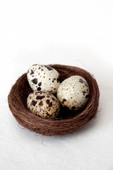 Obraz premium Eggs in Nest