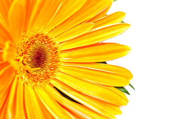 Floral bouquet gerbera