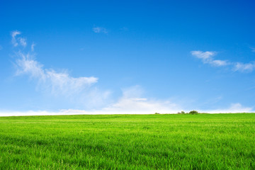 Fototapeta na wymiar Field on a background of the blue sky