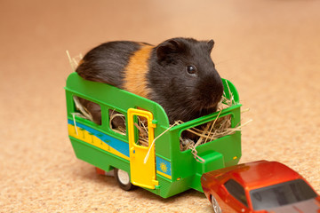 Guinea pig in trailer