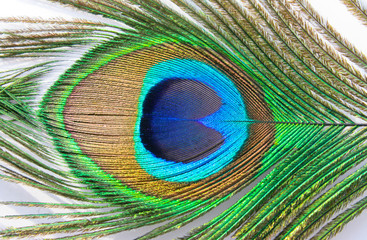 peacock509(6).jpg