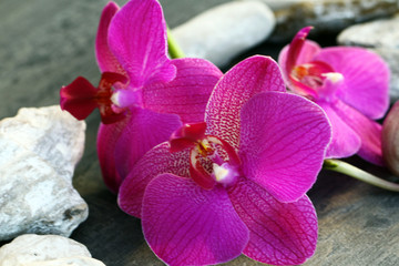 Orchidenblüte