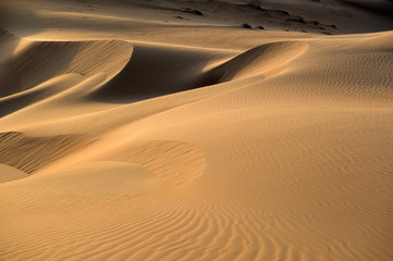 Fototapeta na wymiar Dune Desert of Abu Dhabi