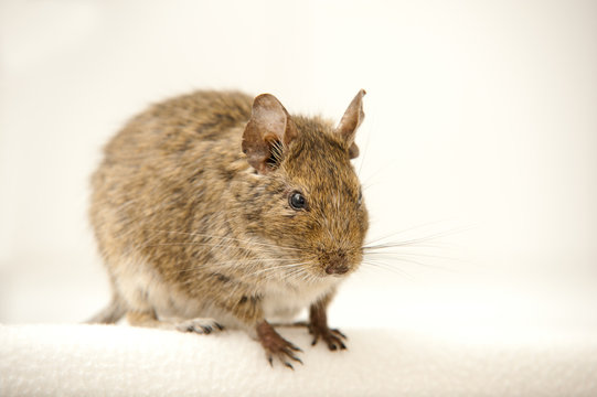 S&uuml;&szlig;er kleiner Degu auf wei&szlig;em Handtuch mit wei&szlig;em Hintergrund 