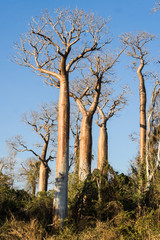 Fototapeta na wymiar Baobaby