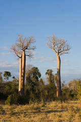 Fototapeta na wymiar Baobaby